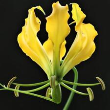 Semi gloriosa lutea usato  Trappeto