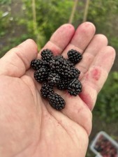 Rubus ursinus plants for sale Rubus ursinus plants for sale  CREWE