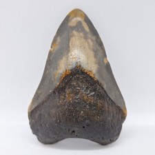 Otodus megalodon tooth for sale  MILLOM