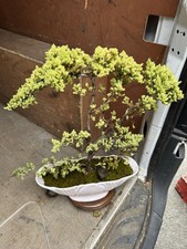 New zealand cypress for sale  LIVERPOOL