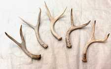 Real deer antlers for sale  USA