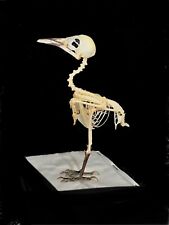 Skeleton. song bird. for sale  LLANELLI