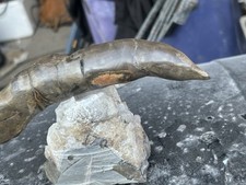 Museum liquidation sale for sale  Clearfield
