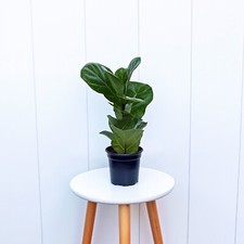 Ficus lyrata fiddle for sale  Boca Raton