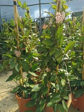 Pianta hoya carnosa usato  Gioiosa Ionica