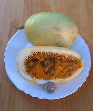 Maracuya  Passiflora Fruta Gigante muy Dulce  1000 semillas frescas , usado comprar usado  Enviando para Brazil