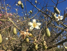 Silk floss tree for sale  Goleta