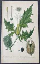 Botanique datura stramoine d'occasion  Limoges-