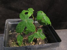Paper bark maple for sale  Rochester