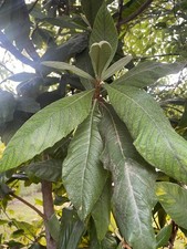 Loquat tree japanese for sale  San Antonio