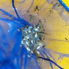Live gambusia mosquito for sale  Houston