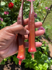 100 red burgundy for sale  Salem