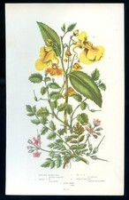 Botanique fleur impatiens d'occasion  Saint-Cyprien