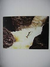 Salmon leaping postcard. for sale  FALKIRK