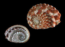 Seashell: Haliotis scalaris 62,7 mm F+++/Gem (da Austrália), usado comprar usado  Enviando para Brazil