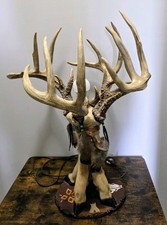antler lamp fallow deer for sale antler lamp fallow deer for sale Greensburg
