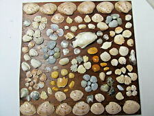 Sea shells abt for sale  Plymouth