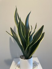 Sanseveria black gold for sale  Central Islip