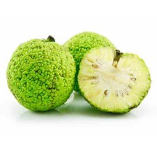 Osage orange 1000 for sale  Baltimore