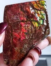 Ammolite ammonite tabletop d'occasion  Expédié en Belgium