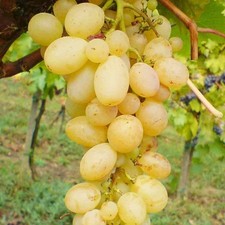 Vitis dattier beyrouth d'occasion  Pouzauges