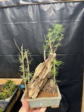 Japanese larch forest d'occasion  Expédié en Belgium