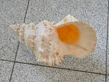 Conchiglia shell bursa usato  Piombino