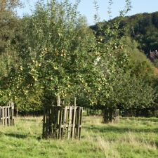 Apfelbaum hochstamm historisch gebraucht kaufen  Detmold