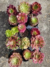 succulent aeonium plant for sale succulent aeonium plant for sale San Leandro