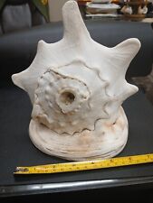 shell trumpet conch for sale  Costa Mesa