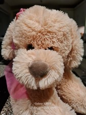 Cute large dog for sale  MIDDLEWICH