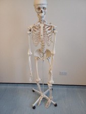 medical skeleton for sale  CHORLEY