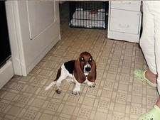 Basset hound beagle for sale  Fort Worth