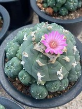 Multi heads succulent d'occasion  Expédié en Belgium