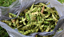 Gandules seeds pigeon for sale  USA