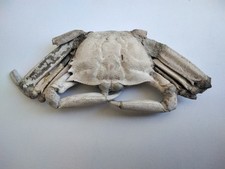 Fossile crabe d'occasion  Sainte-Maxime