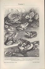 Lithografien 1907 frösche gebraucht kaufen  Leipzig