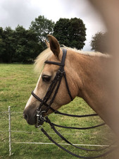 double bridle for sale  FOLKESTONE