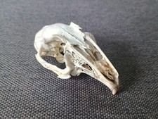 Genuine wild rabbit for sale  ASHFORD