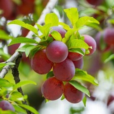 Plum wonder tree for sale  UK