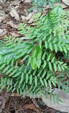Royal fern unique for sale  Samson