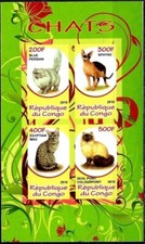 Gatti animali persiani usato  Trambileno