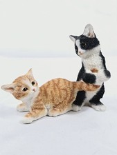 Country artists kittens for sale  DONCASTER