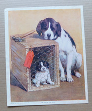 Last litter dog for sale  Eldon