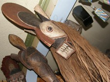 Large rare african for sale  Portland