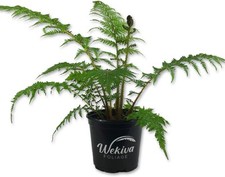 Australian tree fern for sale  USA