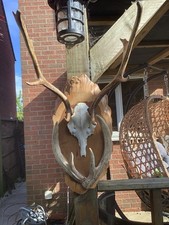 Fallow deer partial for sale  MANSFIELD