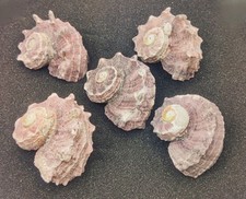 Delphinium shells hermit for sale  REDRUTH