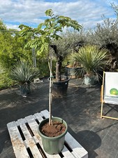 Albizia julibrissin 140 gebraucht kaufen  Nordkirchen