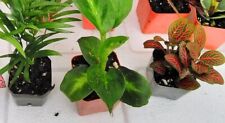 Houseplant terrarium fairy for sale  Menifee